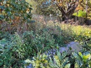 View of the overgrown border area before it was transformed into a pollinator garden.