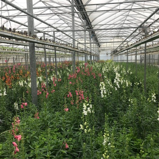 2024 Flowers By Bauer’s Greenhouse Tour